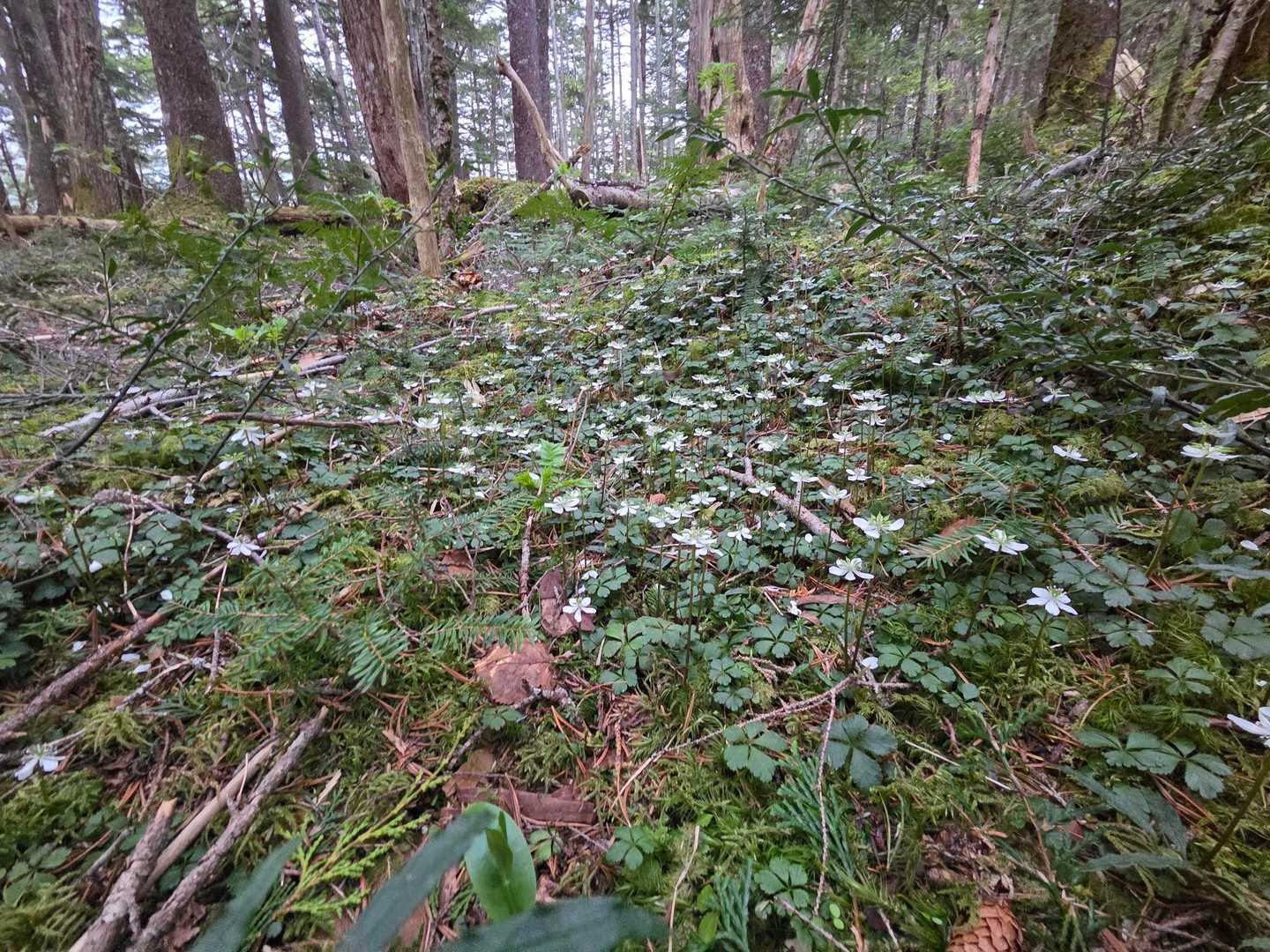 一面に群生してます。