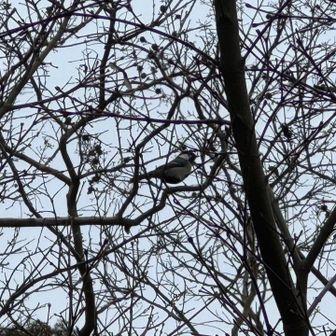 紀泉アルプス・飯盛山・ボンデン山 シジュウカラさん🐦