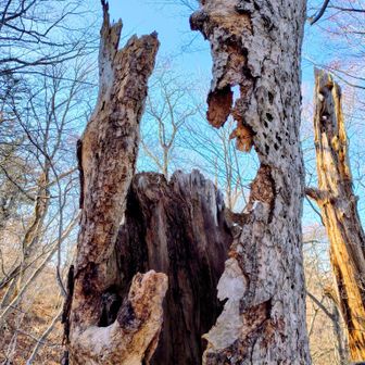 みなさんのレポで見た中が空洞になってる木です😙
そのうち崩れちゃうんだろうなぁ⋯