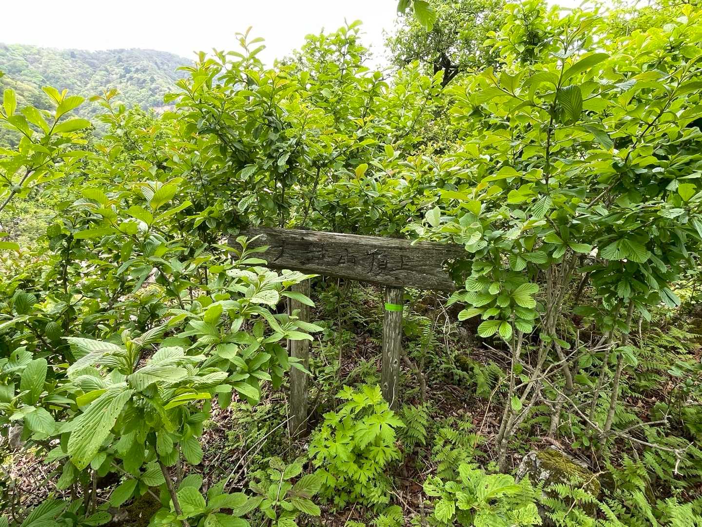 山頂登り切ったら、少し左に降りると、ひっそりと「大鉢山頂上」の看板🪧何とか見つけました。