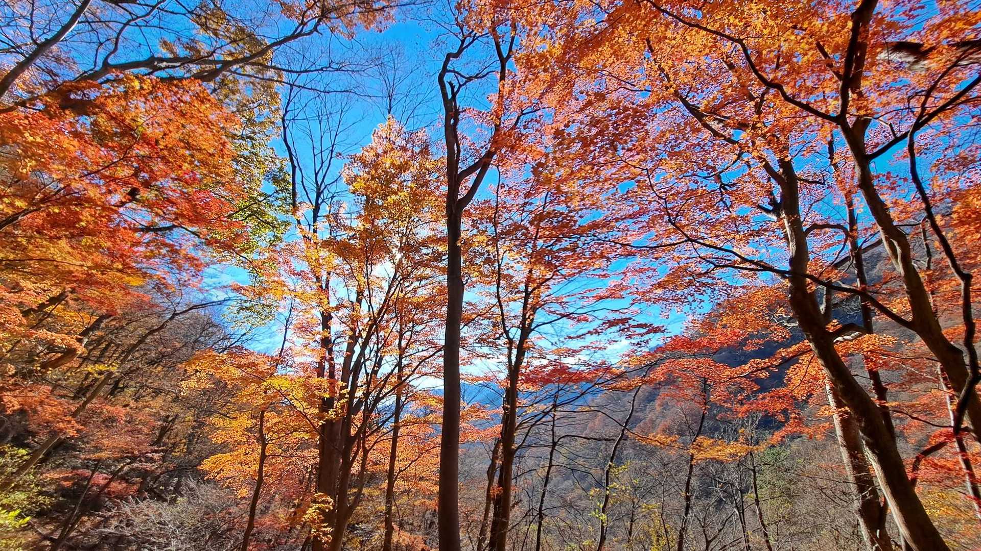 碓氷峠旧中山道入口-刎石山-粟が原-めがね橋 周回コースの写真
