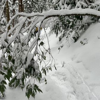 さっそく、木が覆い被さってる
下を潜ります