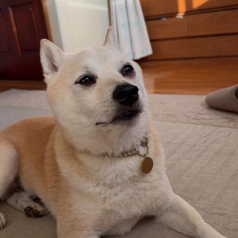 おさむワン🐕とRin Rin 🤓の山歩き⛰️
