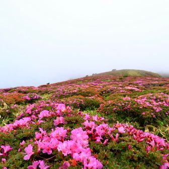 …その理由…。扇ヶ鼻から移動を開始た直後に、まるでミのお花畑とワタクシを包み込むように、大量のガスが押し寄せるとともに、雨までパラつきまして、ワタシのやる気が急激に萎んでしまったもので…。（ゆえに星生山も完全スルー。）