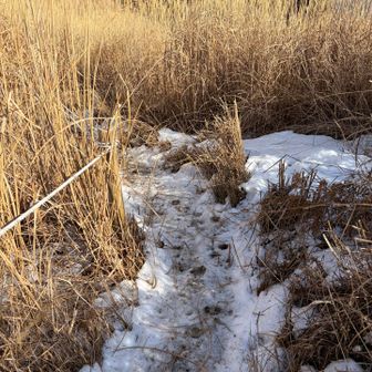 観音峯山山頂へ⛰
展望台から向こうは日が当たってるのに雪が⸜❄️⸝
チェーンスパイクなしで行けそうなのでこのまま山頂へ