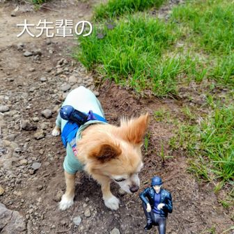 休憩してたら　男性の後ろからスタスタ🐾　あらまあ可愛いじゃありませんか💓　飼い主さん許可もらい🤳🐕️✨️　投稿は飼い主さんNGで
こじろう君アップ👌　９歳になるそうですが　福井県内の山々ほぼ網羅🤠　登山歴数は大先輩でした～