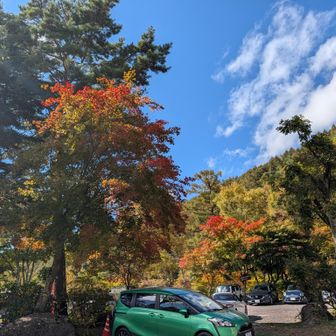 駐車場の🍁まで綺麗