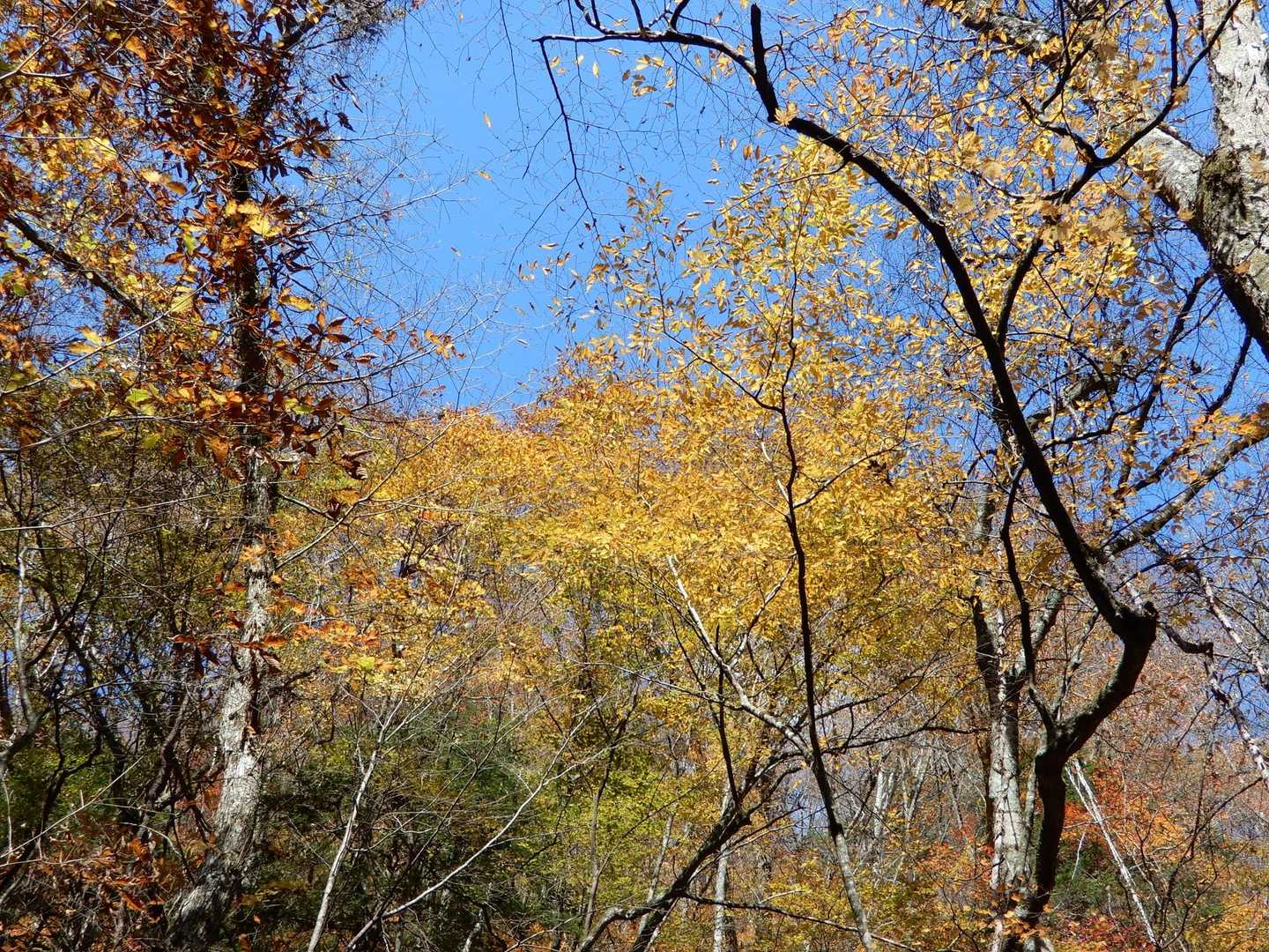 綺麗🍂💛✨