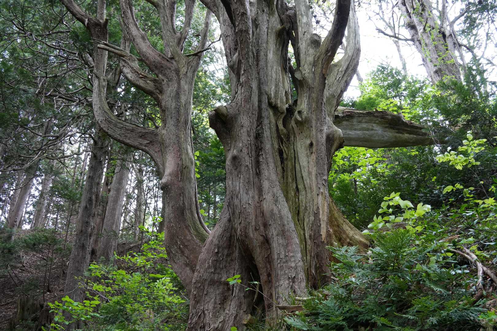森の仙人　この風格　😲