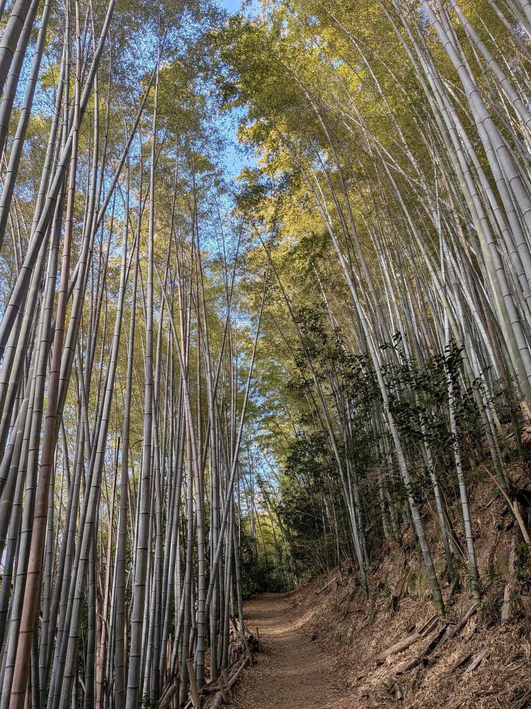 大山崎駅-天王山-酒解神社 周回コースの写真