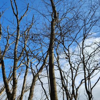 上を見上げると、すっかり葉が落ちた広葉樹の上に青空が✨