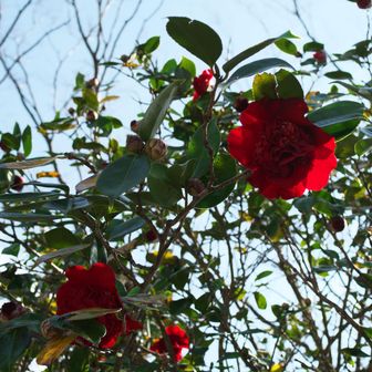 このツバキは綺麗🤩