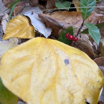 ダンコウバイとヤブコウジ（十両）。