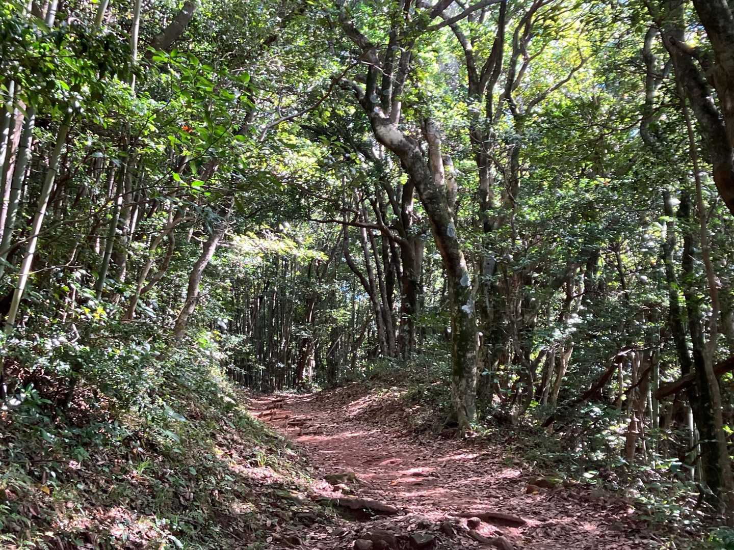 気持ちの良い登山道