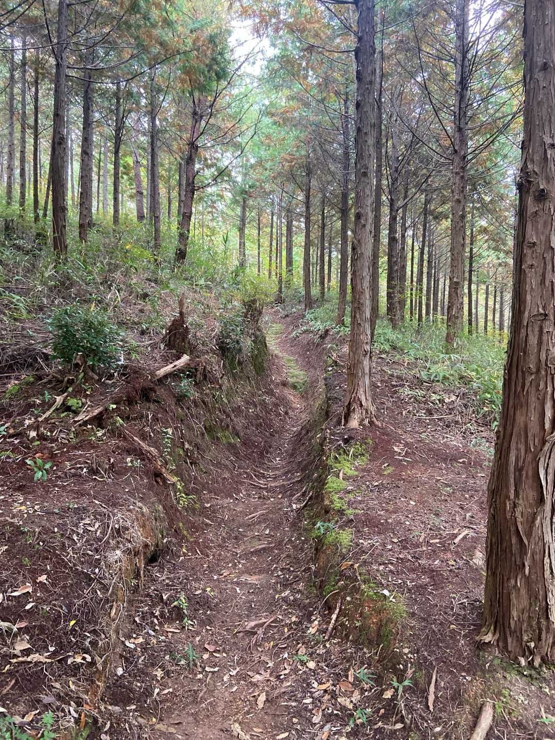 山道ですねー