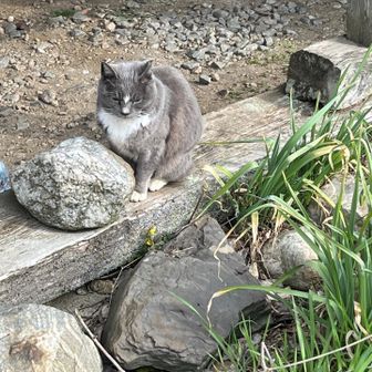 石が動いたと思ったら猫だった🤣😻