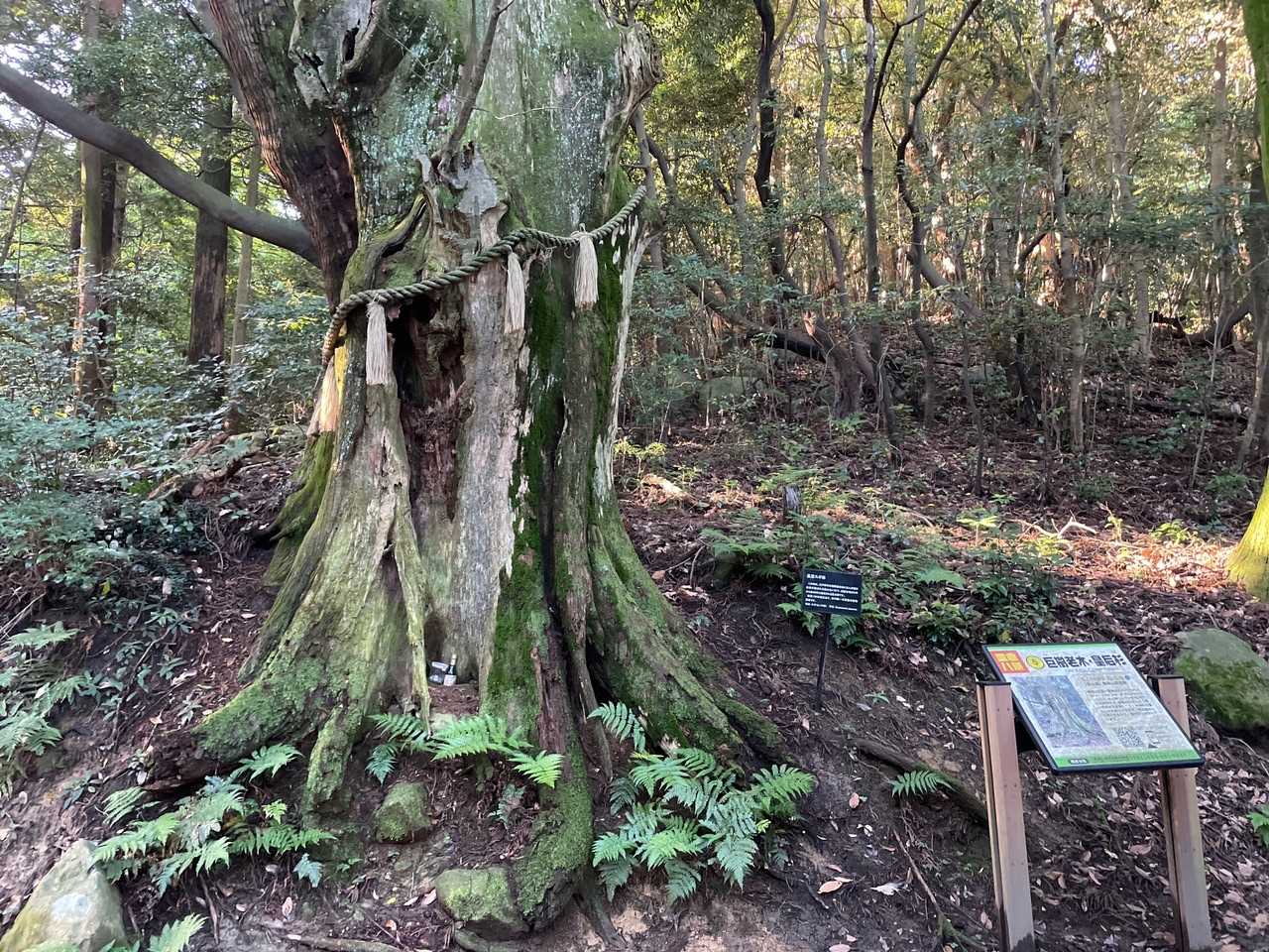 皇后杉