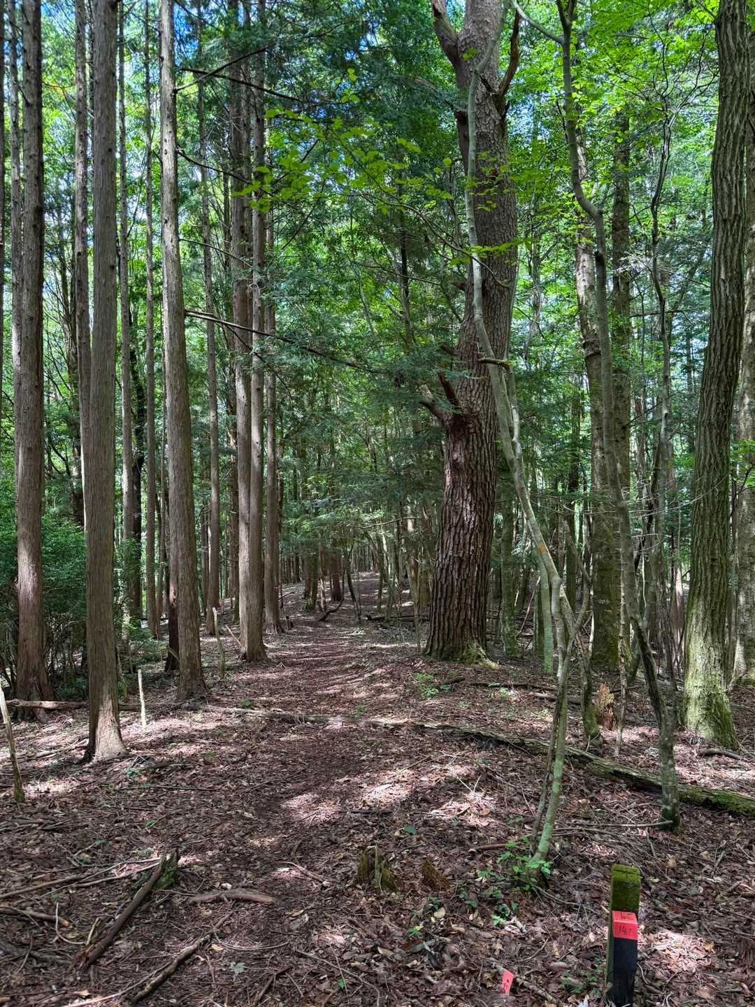 群生地に戻らず
城ヶ山方面へ🥾🥾