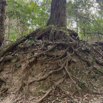 すごい根っこ✨