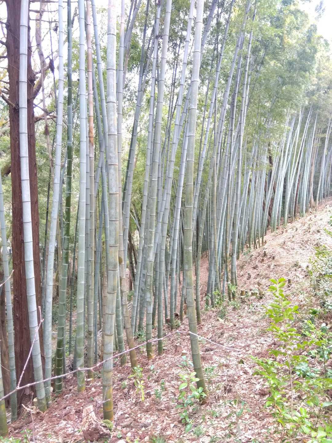 キレイな🎋
あちこちで伐採中🪓