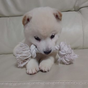 白柴ワコ
