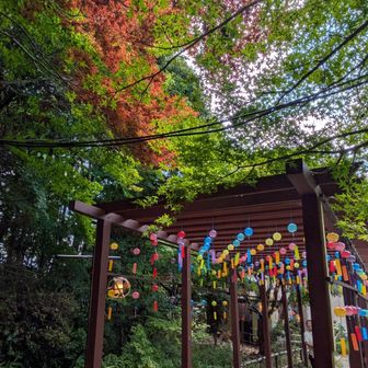 モミジ🍁と風鈴🎐いい雰囲気✨