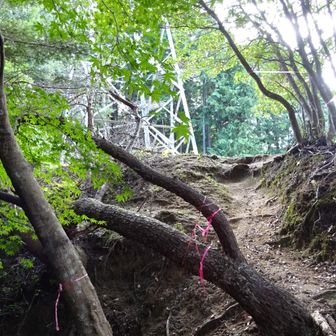 松ヶ崎線 24番鉄塔のすぐ下で林道に合流