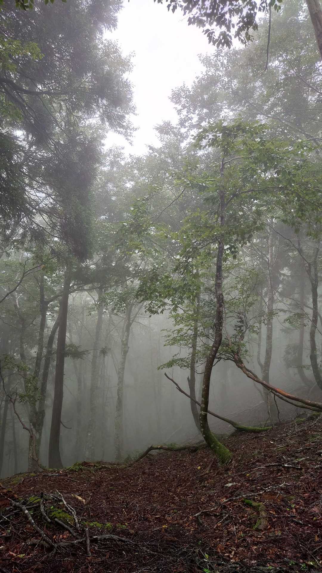 大ナル登山口-妙見山-妙見峠 周回コースの写真