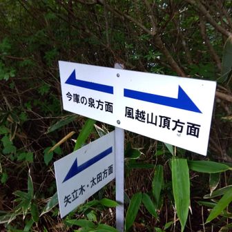 まっくろクロスケみたいな子達もっと居ると思って登ってきたけど居ない🥲