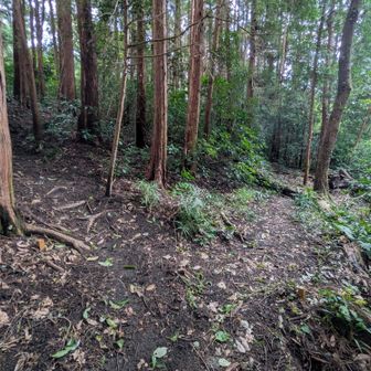 不動山入口分岐⚠️しるべ無し🩷ピンクタスキを辿り登ります