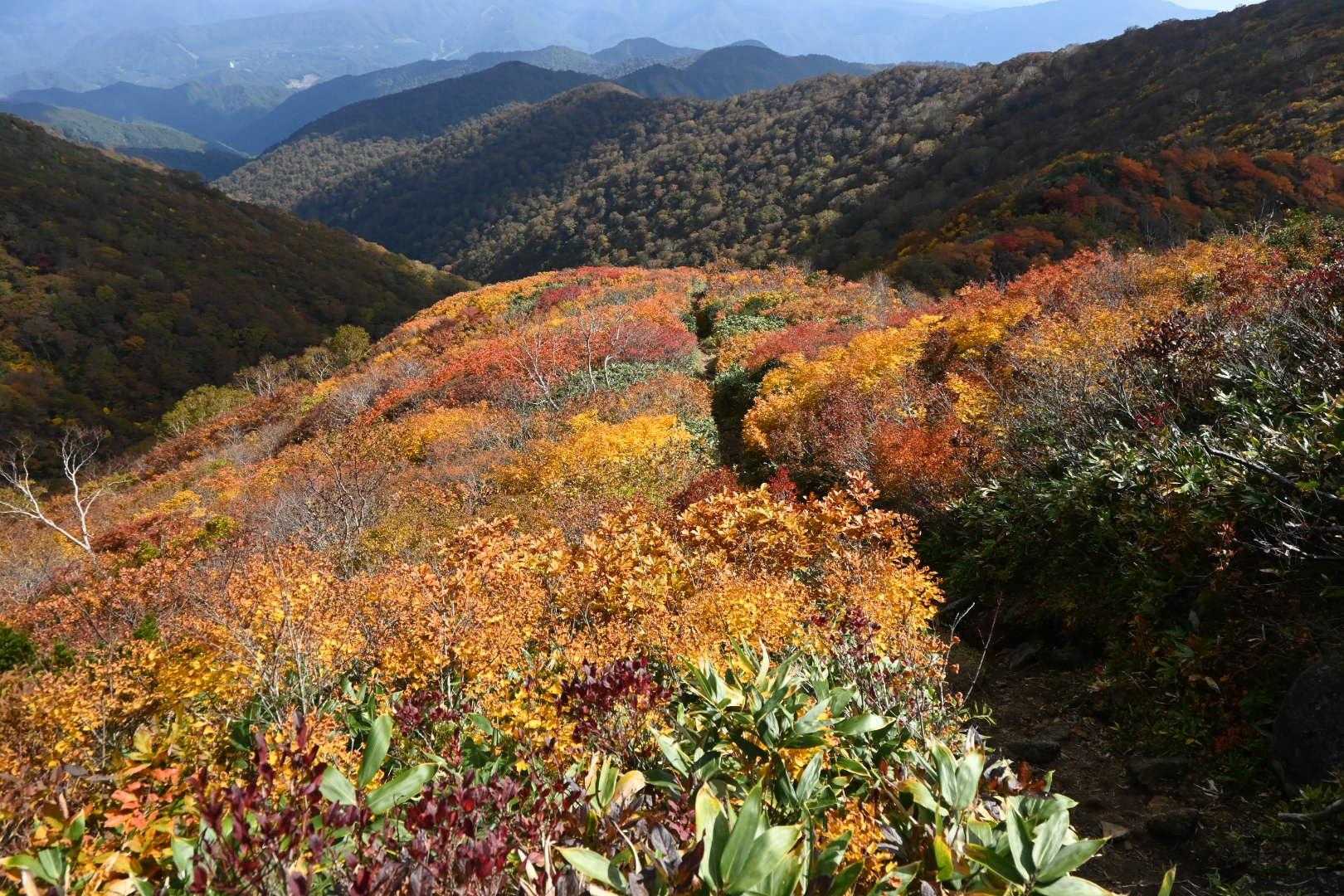 やっぱり笠ヶ岳〜白毛門の間が一番の紅葉