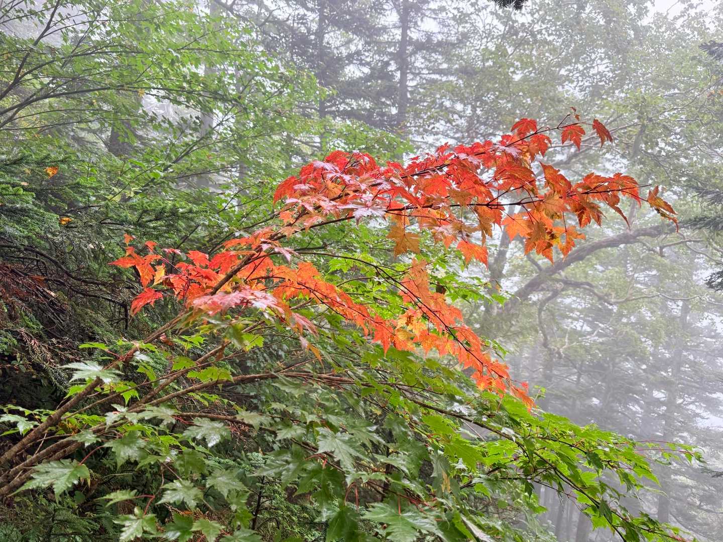 標高を上げると色づいた葉がちらほら🍁