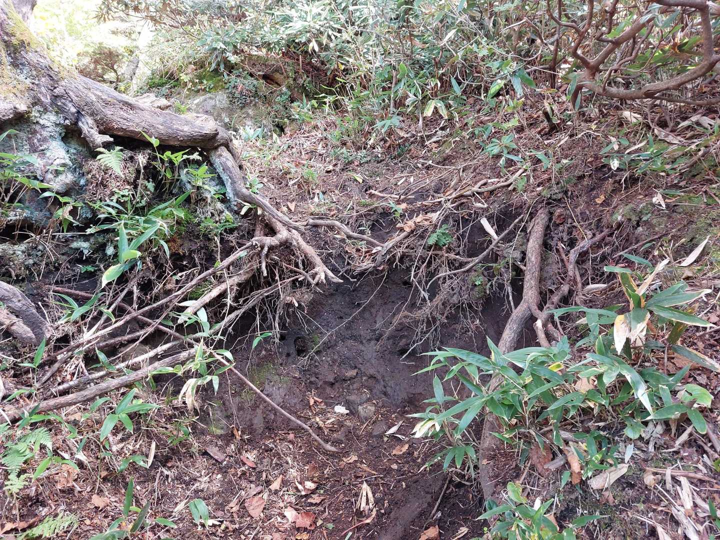 右側から枝を掴んで登ると、帽子にかけていたメガネが何処かへ飛んで行ってしまいました😨30分ぐらい這いつくばって探しましたが見つからず😭