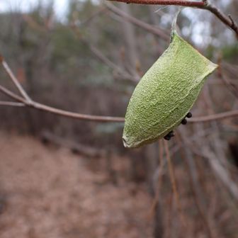 途中で発見！👀

ウスタビガ（薄手火蛾）の繭✨✨　緑色がキレイ…

【追記】繭の外側に付いているのはウスタビガの卵　
秋に繭から出てくるのがメスだったら、その場でオスを待ち繭に卵を産み付けて飛び立つ📝