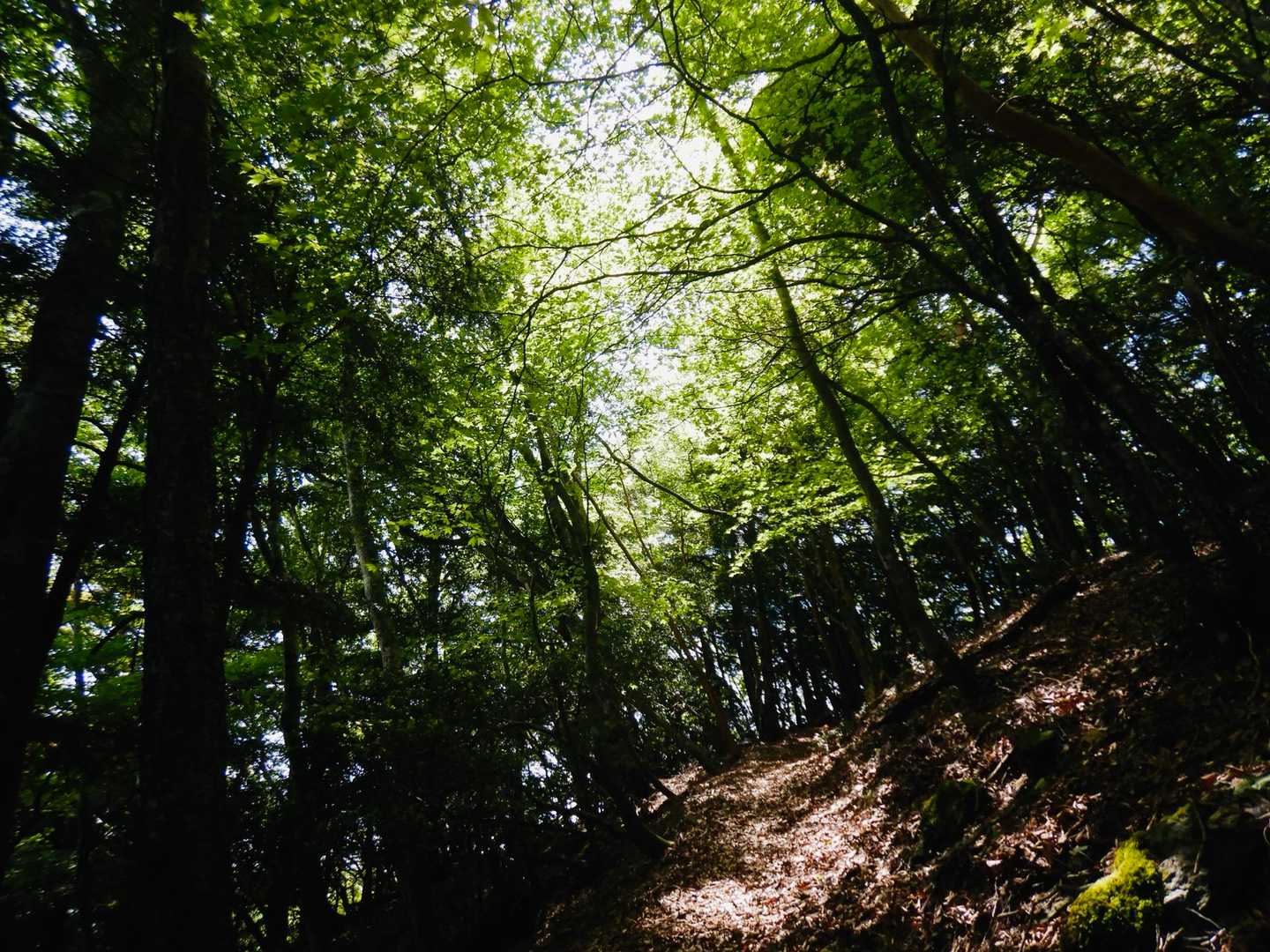 砥石権現 往復コースの写真