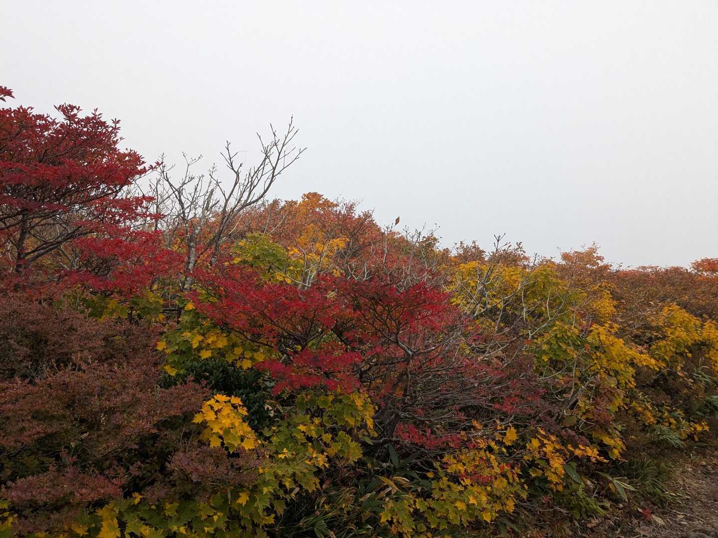 栗駒山 | 神の絨毯と称される圧倒的な紅葉美、山全体を染める極彩色のパノラマの写真