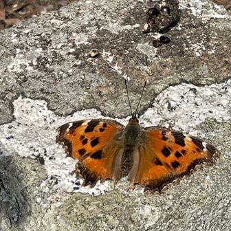 高峰の三角点に止まるヒオドシチョウ