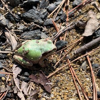 ニホンアマガエル