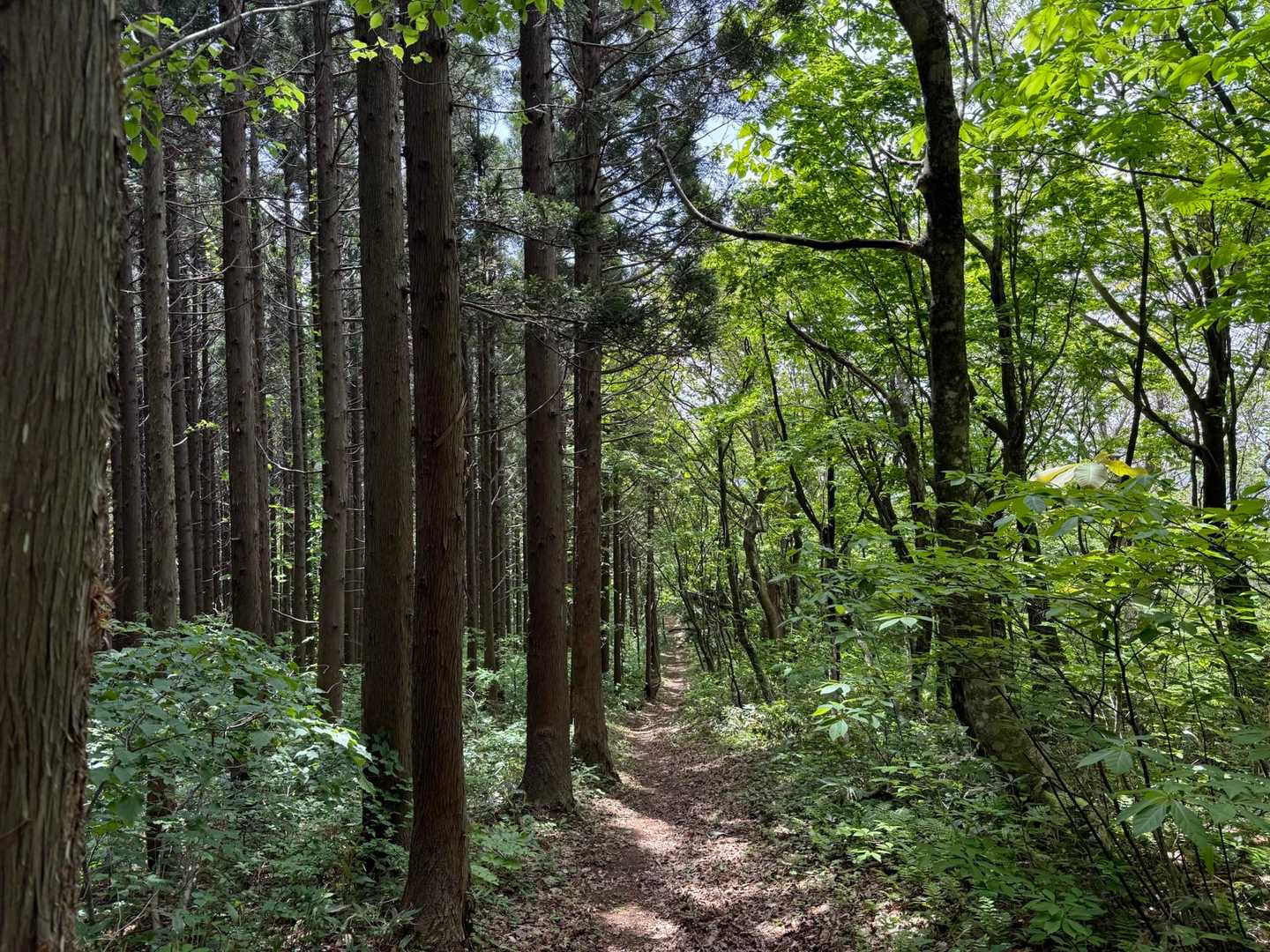 下山で気づいた左右で樹種が違う、こういうの結構あるね