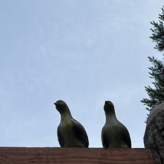 ニセポポ〜