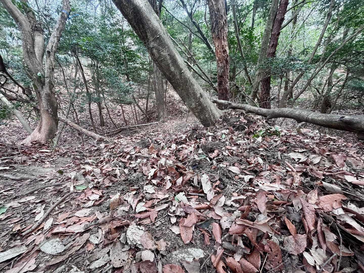 猪の掘り返しがすごい💦