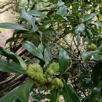 有毒植物。熟すと香辛料の八角にそっくりなので、植物としては唯一劇物に指定されてるんだって！
