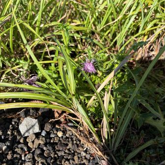 アザミ、今回の登山で花はこの1輪だけでした