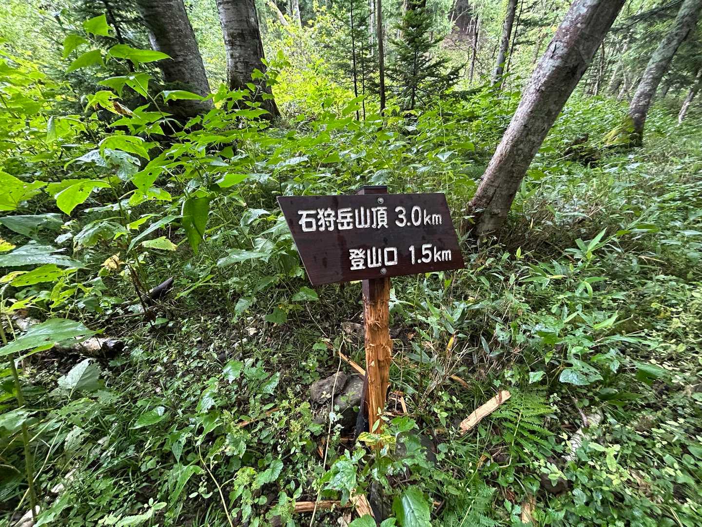 そろそろ急登の始まりですねー！
石狩岳まで3kmを一気にグィグィッ！っと登り続けます
