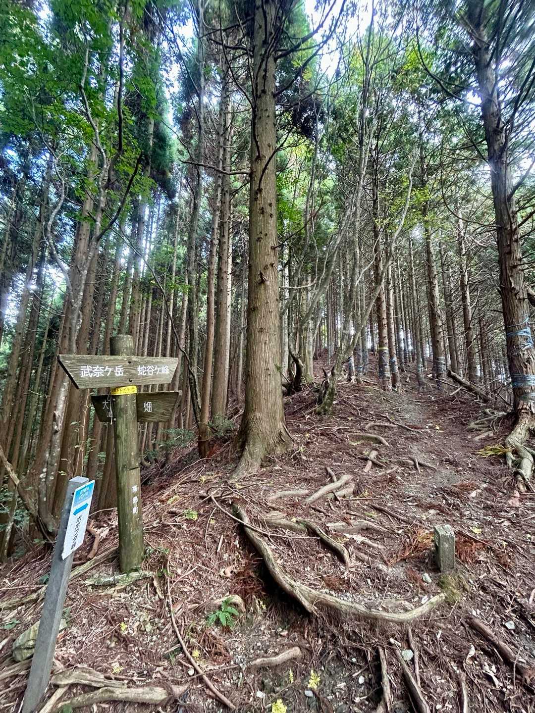 坊村から武奈ヶ岳とセットで登るプランはどうだ🙃