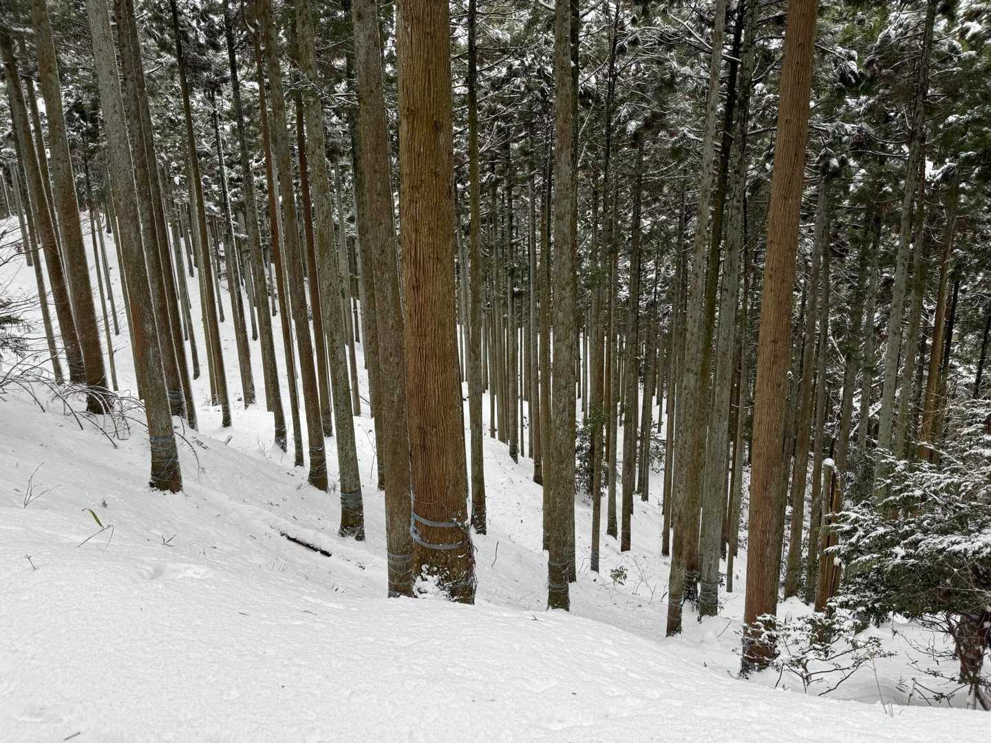 山本山-熊野越-西野峠-西野山-湖北丸山-賤ヶ岳-賤ヶ岳登 縦走コースの写真