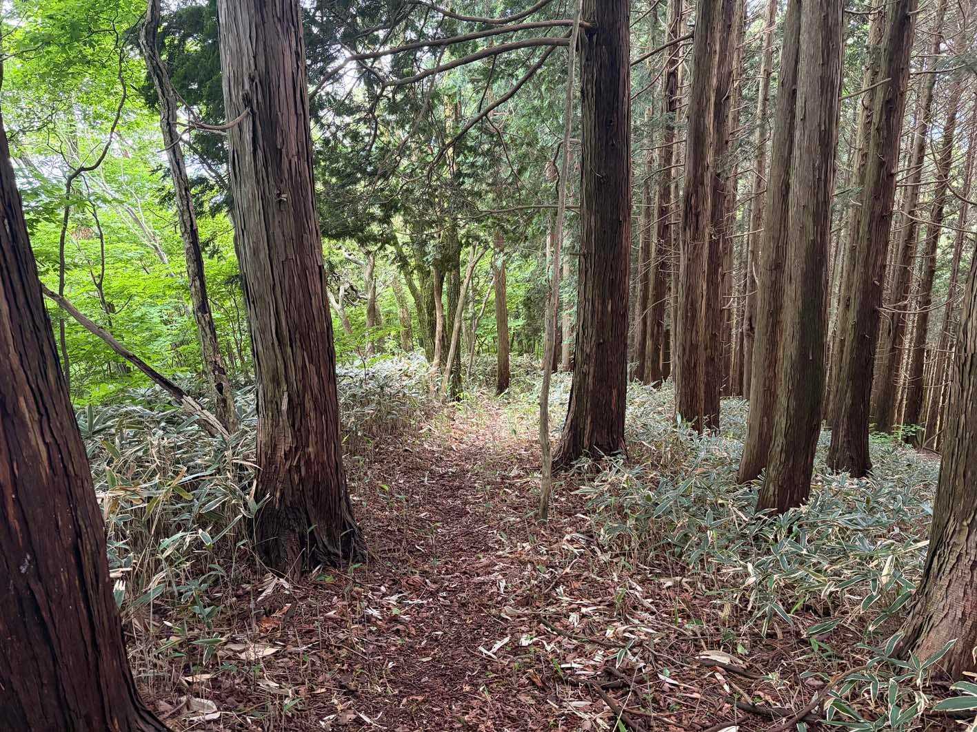 オオネントウへ行く道も歩きやすい🎶