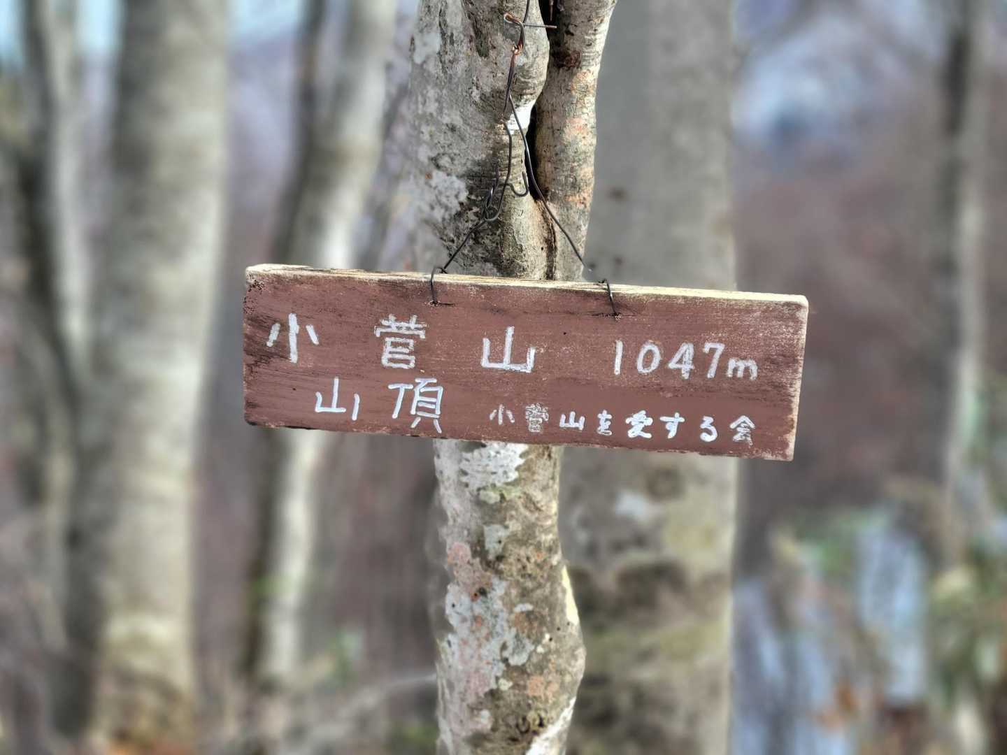 小菅山山頂