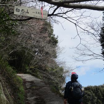 桜を期待して‥
