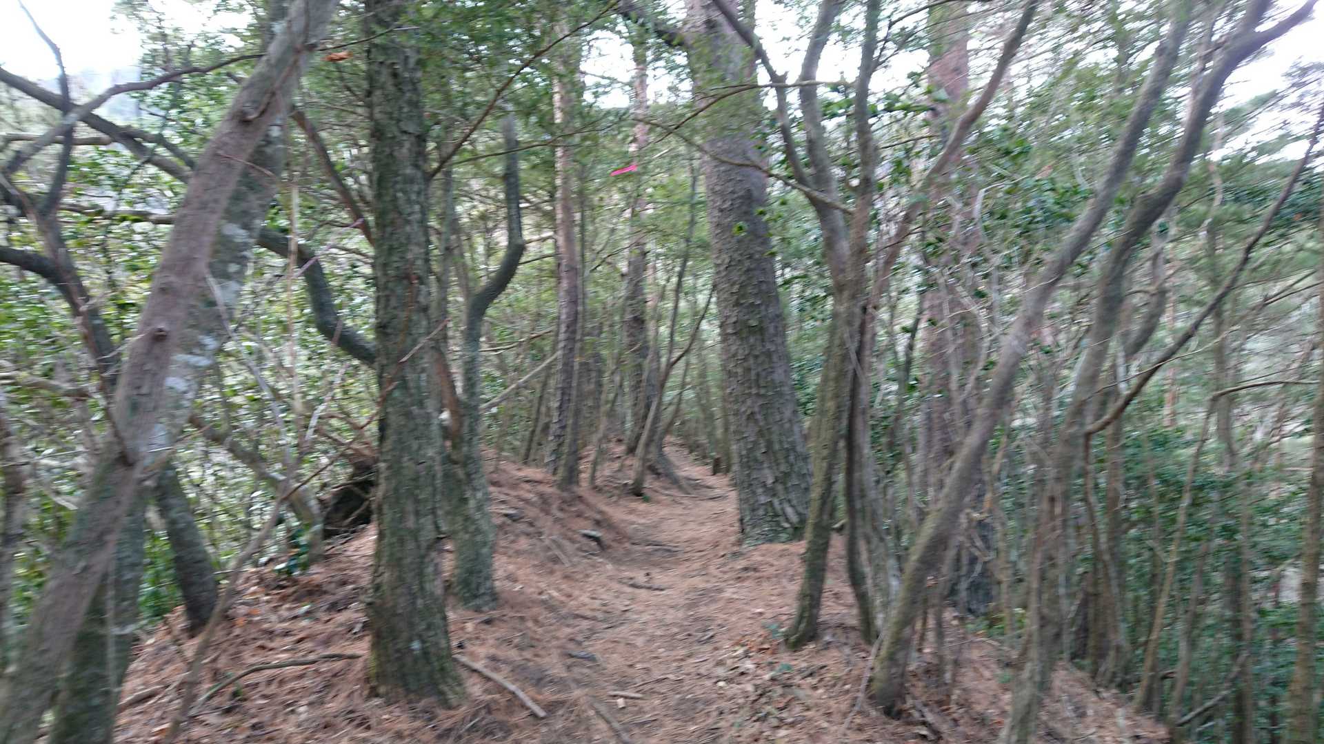 小休憩😀なだらかな登山道を見ると嬉しくなる❗